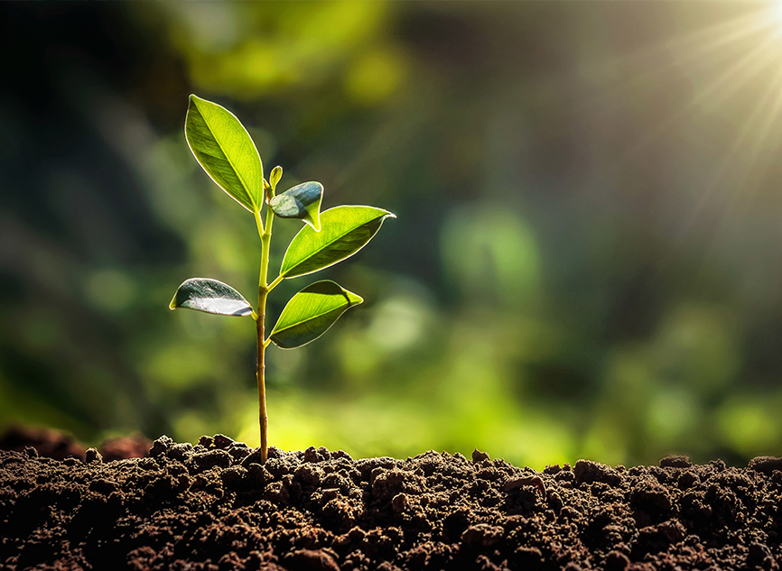 Purchase and Plant