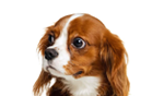 Pet Image