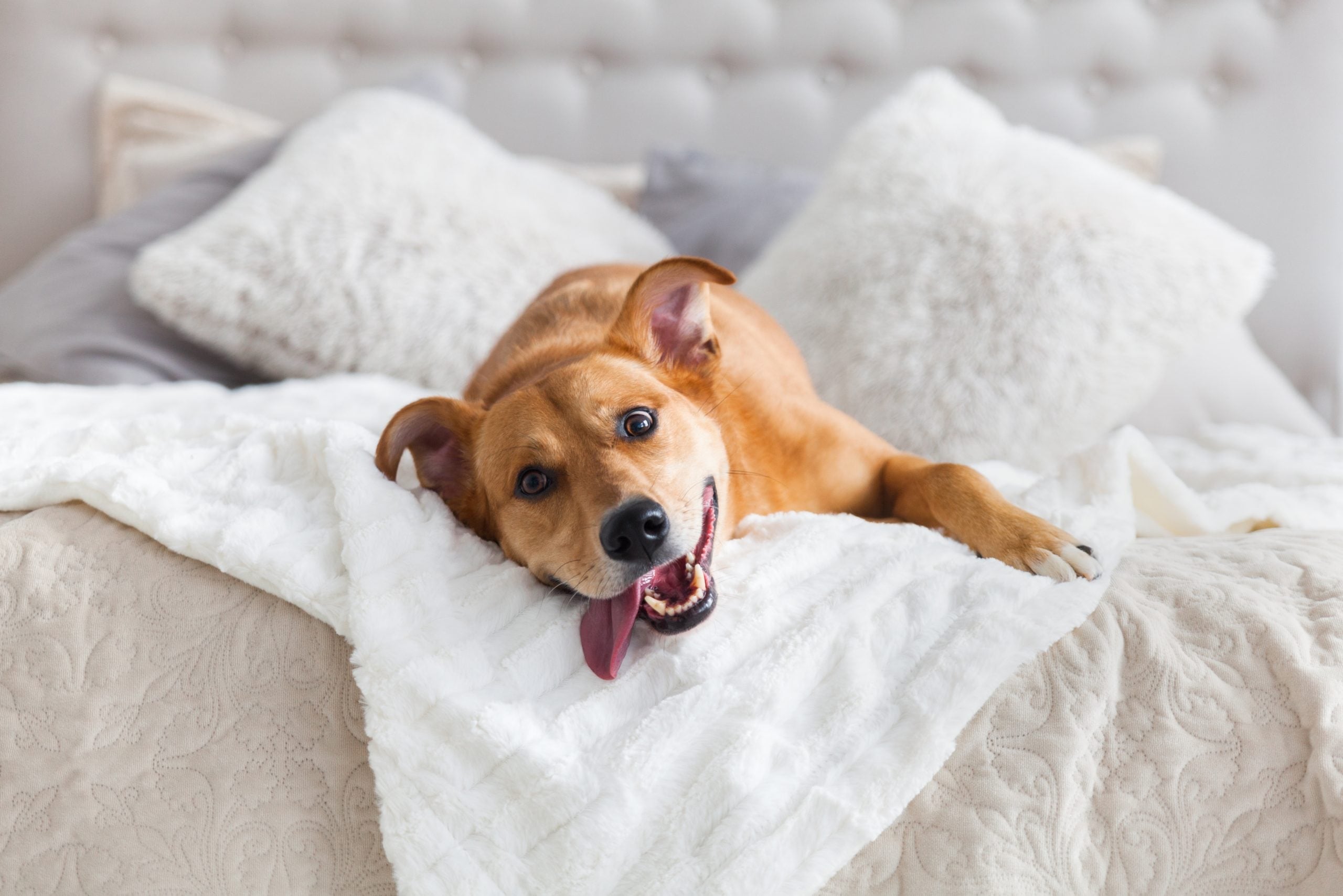 Should I Let My Dog Sleep On My Bed?