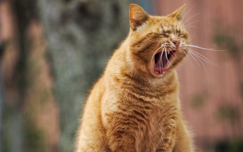Boost Your Energy Without Coffee: Try Napping Instead