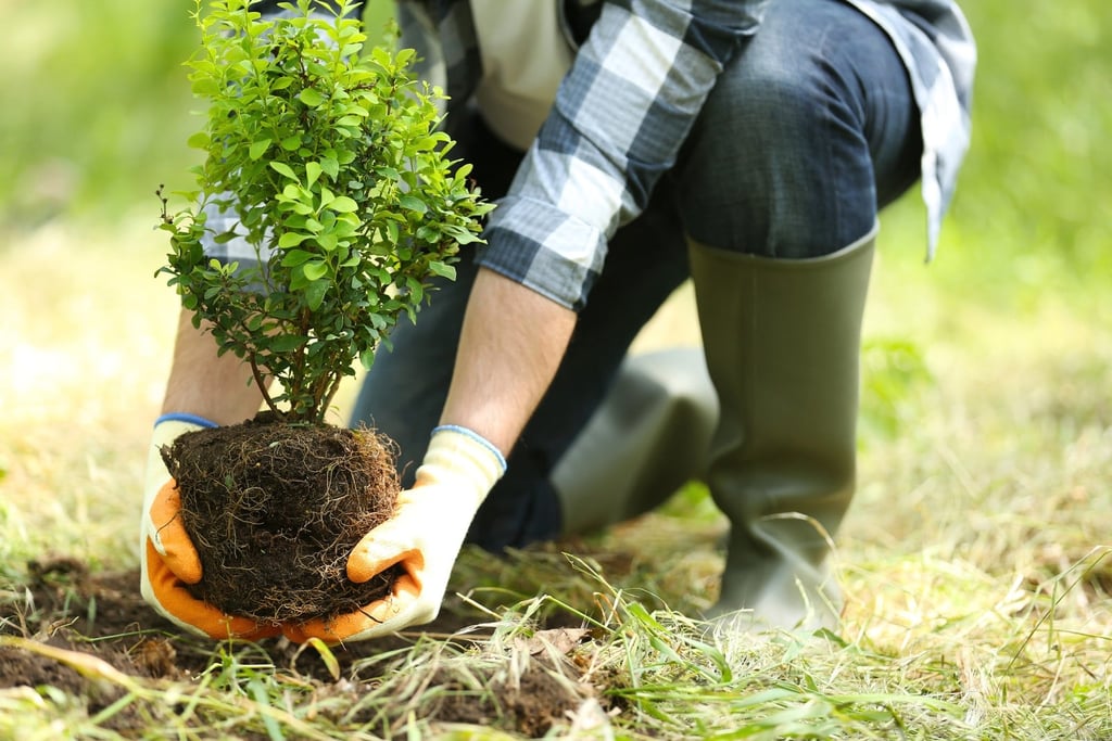Mattressman’s Partnership With Ecologi