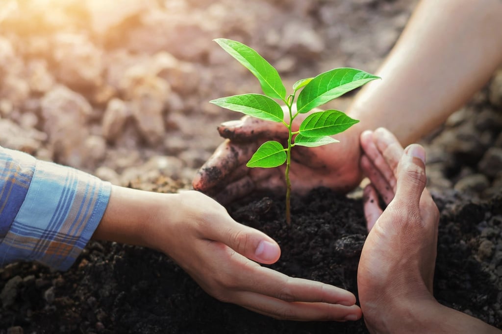 Mattressman’s Partnership With Ecologi