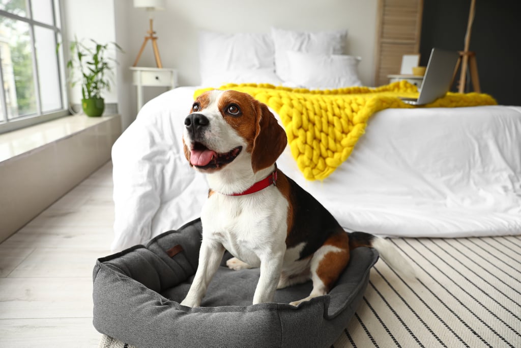 Should I Let My Dog Sleep On My Bed?